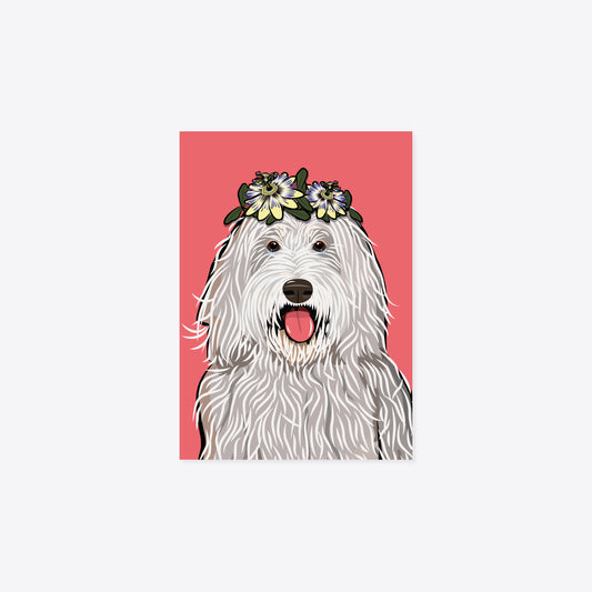 Hund – Bergamasker «Timi» Postkarte A6