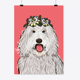 Hund – Bergamasker «Timi» Poster/Plakat