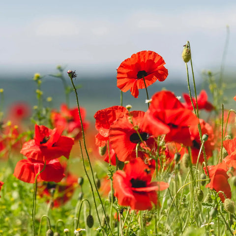 Seedballs – Mohn – 5er-Set – Gorilla Gardening