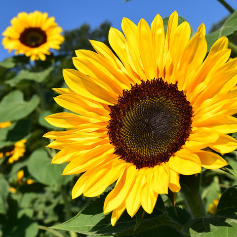 Seedballs – Sonnenblumen – 5er-Set – Gorilla Gardening