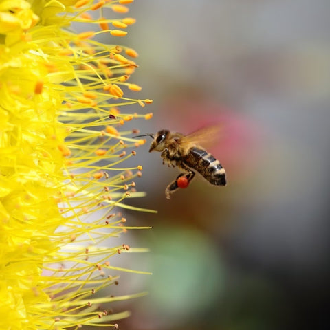 Seedball – Bienen – Pflanzenansicht