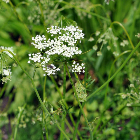 Seedballs – Kräuter