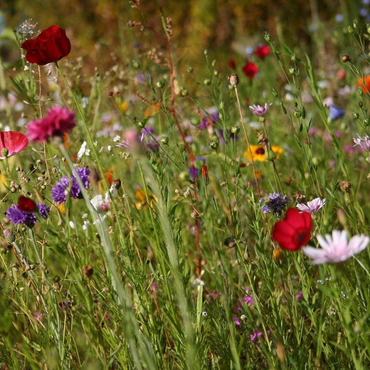 Seedballs – Wildblumen – Vorschau