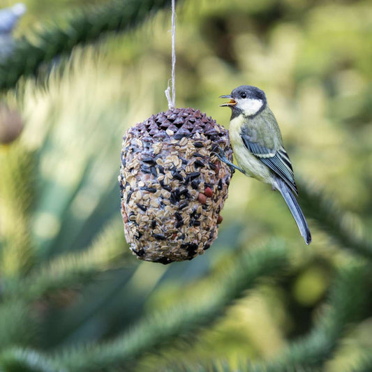 Futterzapfenbox – Sujet Meise – 3 Vogelfutterzapfen – inclusioplus