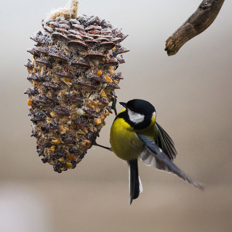 Futterzapfenbox – Sujet Meise – 3 Vogelfutterzapfen – inclusioplus
